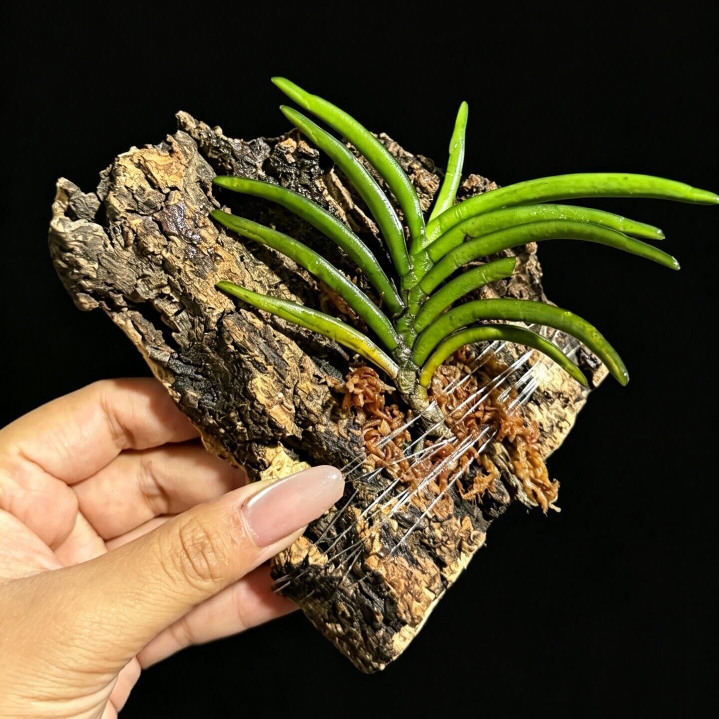 Stereochilus dalatensis is a charming miniature monopodial orchid native to Vietnam, Yunnan, and Thailand, typically growing as an epiphyte in mountainous forests at elevations of approximately 800–1,400 m (2,600–4,600 ft).