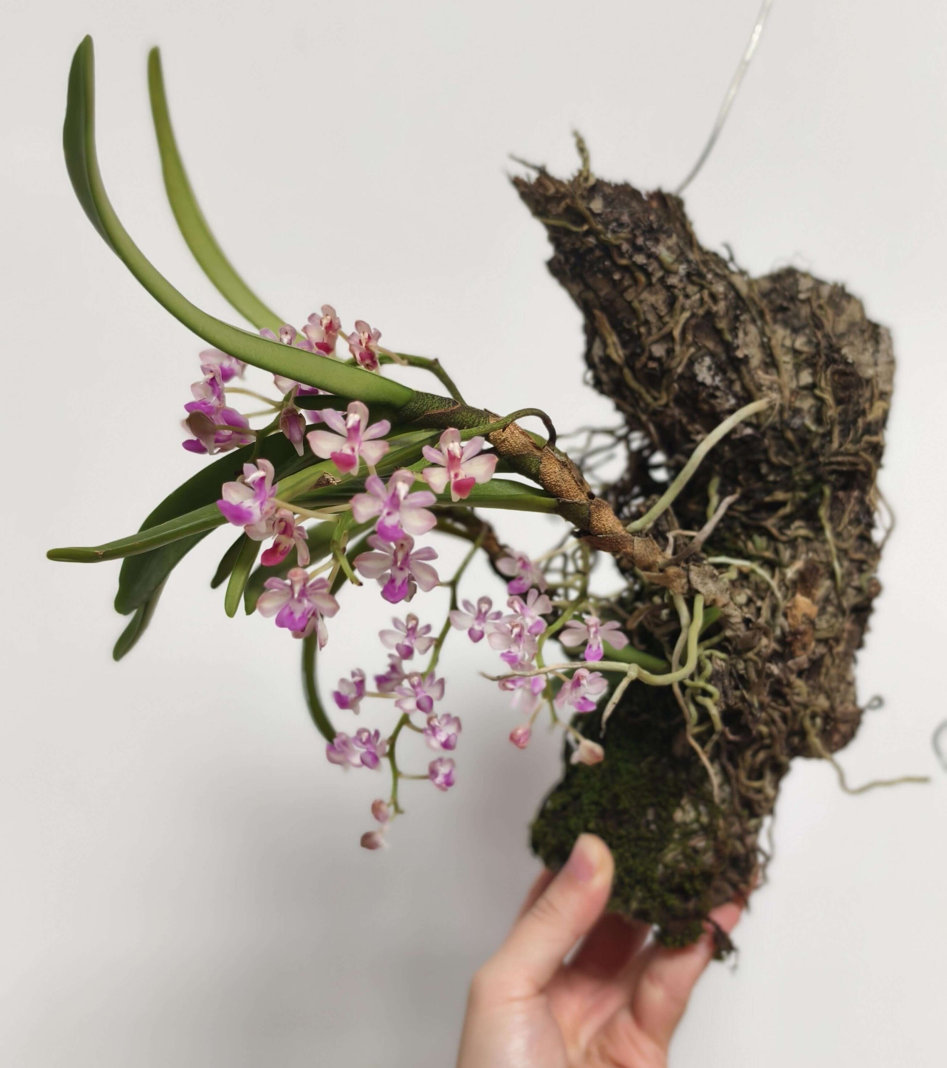 Stereochilus xiaoi is a rare and diminutive epiphytic orchid native to southern China, particularly the Yunnan region. It was first described in 2010 by H. Jiang and Y. Zhang in Wild Orchids of Yunnan.
