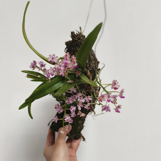 Stereochilus xiaoi is a rare and diminutive epiphytic orchid native to southern China, particularly the Yunnan region. It was first described in 2010 by H. Jiang and Y. Zhang in Wild Orchids of Yunnan.