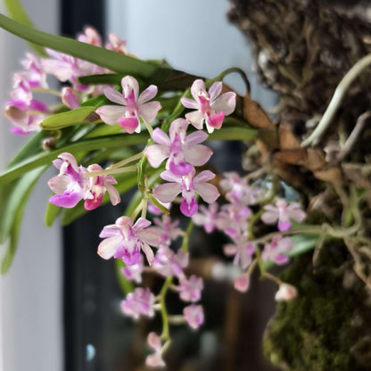 Stereochilus xiaoi is a rare and diminutive epiphytic orchid native to southern China, particularly the Yunnan region. It was first described in 2010 by H. Jiang and Y. Zhang in Wild Orchids of Yunnan.