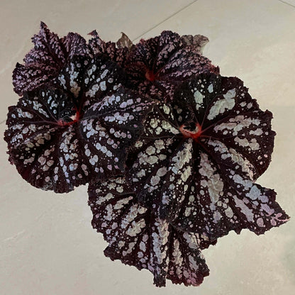 Begonia Be Happy is a stunning ornamental begonia, developed by the renowned Dimetris breeders. Known for its vibrant foliage and eye-catching patterns, this begonia brings a cheerful and lively touch to any indoor space.