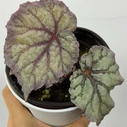 Begonia Chameleon is an exquisite hybrid begonia, renowned for its ever-changing foliage and vibrant spring blooms. With its easy-care nature, this plant is perfect for both novice and experienced plant enthusiasts.