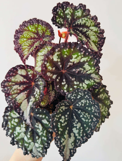 Begonia Fairytale is an exquisite ornamental begonia developed by the Dimetris breeding team. Known for its intricate leaf patterns and graceful appearance, this begonia adds a touch of enchantment to any indoor space. It’s the perfect choice for plant lovers looking to enhance their collection.