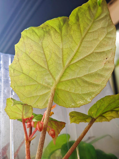 Begonia hekouensis is a captivating begonia species native to the Yunnan province in China. Known for its heart-shaped green leaves and vibrant flowers, this begonia adds elegance and beauty to any plant collection. The plant produces delicate peachy-pink flowers with bright yellow centers, making it an ideal choice for plant lovers seeking something unique.