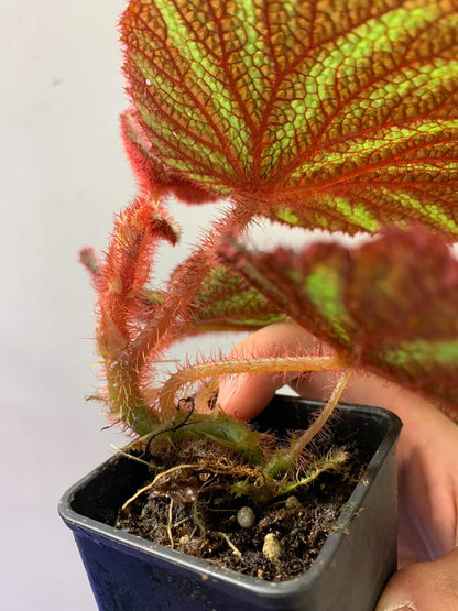 Begonia versicolor Vietnam is a striking rhizomatous species from the shaded slopes of Vietnam. Its dark leaves feature green and white patterns with vivid red veins and soft red-fuzzed edges. Favored for terrariums and indoor tropical gardens, it thrives in high humidity (over 60%) and low light, making it ideal for experienced growers.