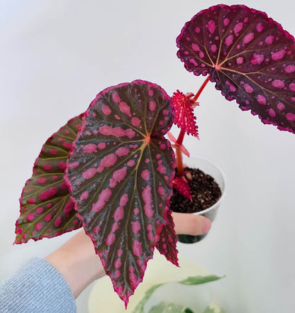 Begonia (Negroensis x Chlorosticta) is a striking hybrid Begonia that combines the unique traits of its parent plants. Its deep green leaves are adorned with vibrant pink spots, and the edges of the leaves are lined with a soft pink border, creating a beautiful contrast. This Begonia is a perfect addition to any indoor space, bringing both elegance and color with minimal maintenance required.