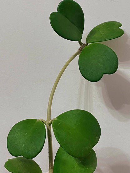 Hoya kerrii, commonly known as the “Sweetheart Hoya” or “Heart-Leaf Hoya,” is native to Southeast Asia, including Thailand, Vietnam, Laos, Cambodia, and parts of Indonesia. It is easily recognized by its thick, green, succulent, leathery leaves shaped like hearts, making it a popular gift plant, especially for Valentine’s Day. In its natural habitat, it grows as a climbing vine, attaching to trees with aerial roots and reaching lengths of up to about 4 m (13 ft).