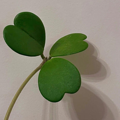 Hoya kerrii, commonly known as the “Sweetheart Hoya” or “Heart-Leaf Hoya,” is native to Southeast Asia, including Thailand, Vietnam, Laos, Cambodia, and parts of Indonesia. It is easily recognized by its thick, green, succulent, leathery leaves shaped like hearts, making it a popular gift plant, especially for Valentine’s Day. In its natural habitat, it grows as a climbing vine, attaching to trees with aerial roots and reaching lengths of up to about 4 m (13 ft).