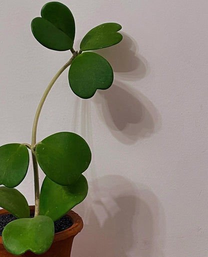 Hoya kerrii, commonly known as the “Sweetheart Hoya” or “Heart-Leaf Hoya,” is native to Southeast Asia, including Thailand, Vietnam, Laos, Cambodia, and parts of Indonesia. It is easily recognized by its thick, green, succulent, leathery leaves shaped like hearts, making it a popular gift plant, especially for Valentine’s Day. In its natural habitat, it grows as a climbing vine, attaching to trees with aerial roots and reaching lengths of up to about 4 m (13 ft).