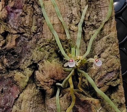 Taeniophyllum biocellatum is a rare and fascinating leafless orchid native to Java, Indonesia. Thriving as an epiphyte in tropical forests at elevations between 300 and 1,000 meters, this miniature orchid is known for its unique appearance and specific care requirements. Due to its sensitivity to environmental conditions, it is well-suited for terrariums, where humidity and temperature can be carefully controlled to replicate its natural habitat.