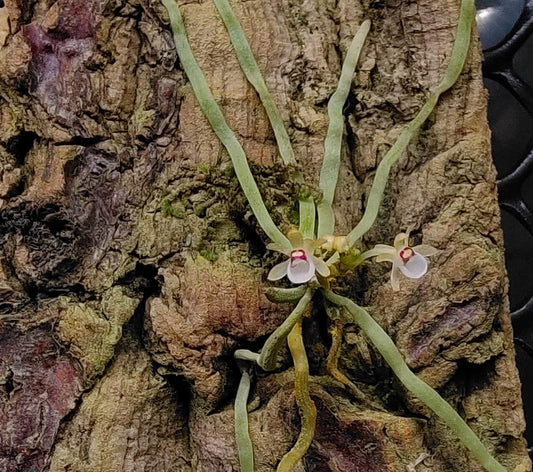Taeniophyllum biocellatum is a rare and fascinating leafless orchid native to Java, Indonesia. Thriving as an epiphyte in tropical forests at elevations between 300 and 1,000 meters, this miniature orchid is known for its unique appearance and specific care requirements. Due to its sensitivity to environmental conditions, it is well-suited for terrariums, where humidity and temperature can be carefully controlled to replicate its natural habitat.