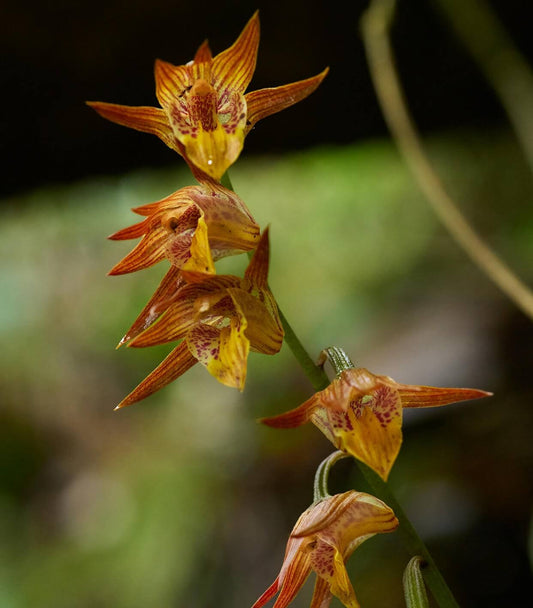 Tainia cordifolia is a terrestrial orchid species native to southern China, Vietnam, Taiwan, and Hong Kong. It thrives in humid, shaded environments at elevations between 500 and 1,000 meters.