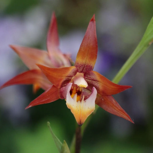 Tainia macrantha (Hook.f.) is a terrestrial orchid native to China (Southwest Sichuan, Guangxi, southern Guangdong) and Vietnam, typically growing on wooded slopes at elevations of about 700 to 1,200 meters.