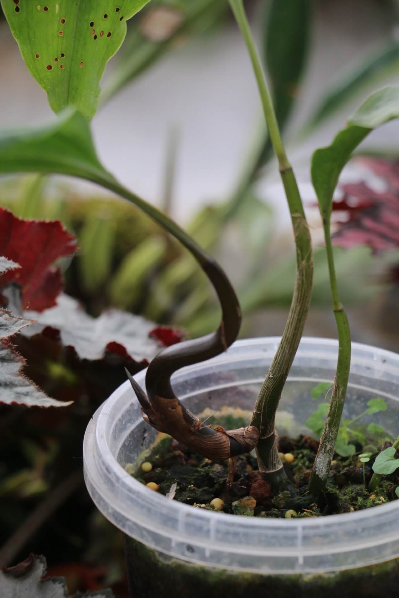 Tainia macrantha (Hook.f.) is a terrestrial orchid native to China (Southwest Sichuan, Guangxi, southern Guangdong) and Vietnam, typically growing on wooded slopes at elevations of about 700 to 1,200 meters.