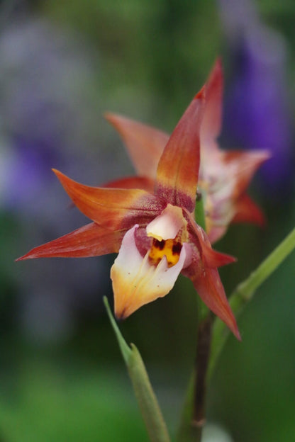 Tainia macrantha (Hook.f.) is a terrestrial orchid native to China (Southwest Sichuan, Guangxi, southern Guangdong) and Vietnam, typically growing on wooded slopes at elevations of about 700 to 1,200 meters.