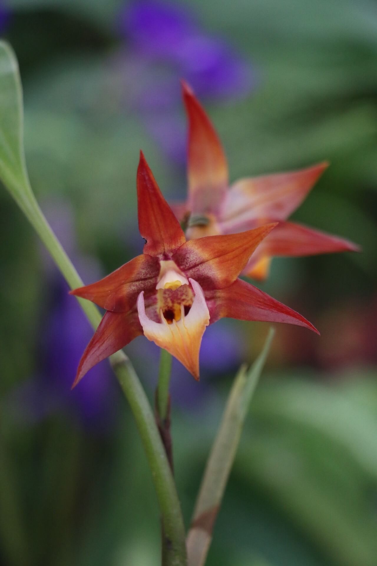 Tainia macrantha (Hook.f.) is a terrestrial orchid native to China (Southwest Sichuan, Guangxi, southern Guangdong) and Vietnam, typically growing on wooded slopes at elevations of about 700 to 1,200 meters.