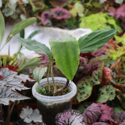 Tainia macrantha (Hook.f.) is a terrestrial orchid native to China (Southwest Sichuan, Guangxi, southern Guangdong) and Vietnam, typically growing on wooded slopes at elevations of about 700 to 1,200 meters.