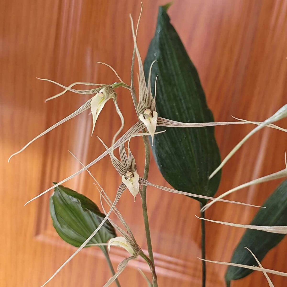 Tainia speciosa Blume is a small to medium-sized terrestrial orchid in the family Orchidaceae. It is a pseudobulbous geophyte native from Thailand through western Malesia, including Peninsular Malaysia, Sumatra, Java and Borneo. The plant develops glossy, sheathed pseudobulbs, each bearing a single attractive, pleated leaf. A basal flowering stem rises from the pseudobulb and can reach approximately 45 cm, carrying several flowers.