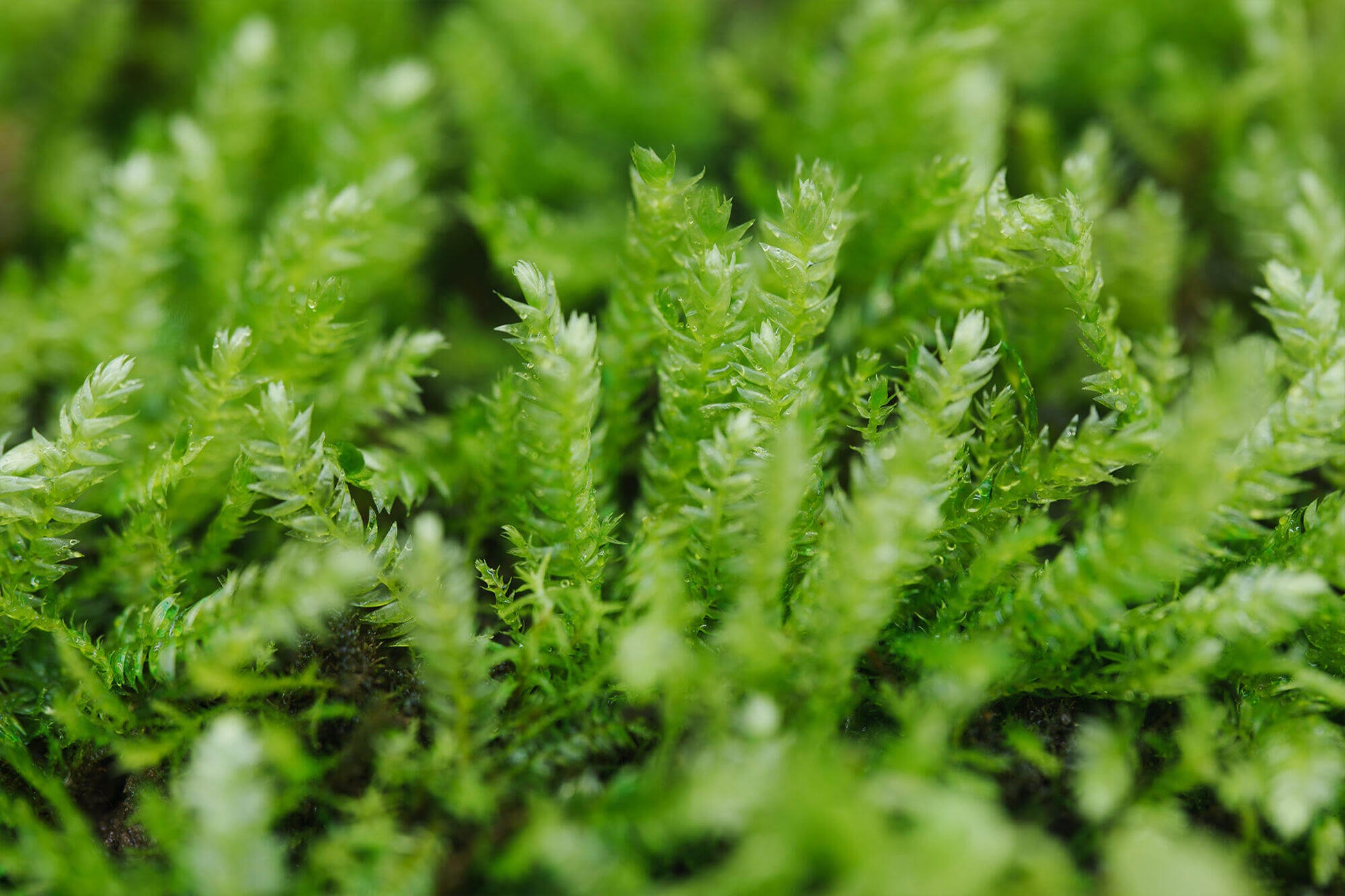 Taxiphyllum taxirameum, commonly known as Taxiphyllum Moss, has tightly arranged, scale-like leaves. The leaves may turn red when exposed to light. This moss has dense leaf coverage, which helps retain moisture, but it is not recommended to grow in high humidity environments, as it tends to become leggy under such conditions. It grows well on wood and is a very hardy moss. It commonly grows on forest floors, rock surfaces, and in humus-rich areas.