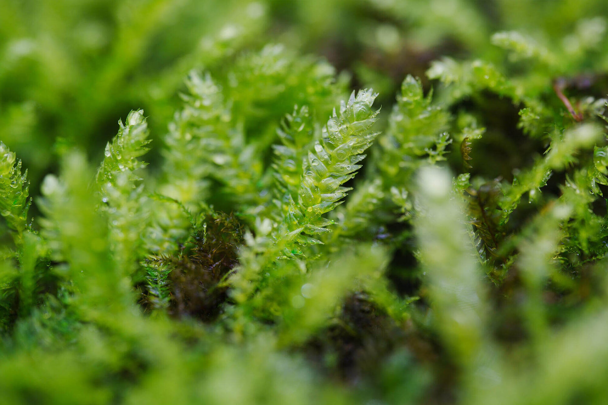 Taxiphyllum taxirameum, commonly known as Taxiphyllum Moss, has tightly arranged, scale-like leaves. The leaves may turn red when exposed to light. This moss has dense leaf coverage, which helps retain moisture, but it is not recommended to grow in high humidity environments, as it tends to become leggy under such conditions. It grows well on wood and is a very hardy moss. It commonly grows on forest floors, rock surfaces, and in humus-rich areas.