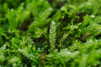 Taxiphyllum taxirameum, commonly known as Taxiphyllum Moss, has tightly arranged, scale-like leaves. The leaves may turn red when exposed to light. This moss has dense leaf coverage, which helps retain moisture, but it is not recommended to grow in high humidity environments, as it tends to become leggy under such conditions. It grows well on wood and is a very hardy moss. It commonly grows on forest floors, rock surfaces, and in humus-rich areas.