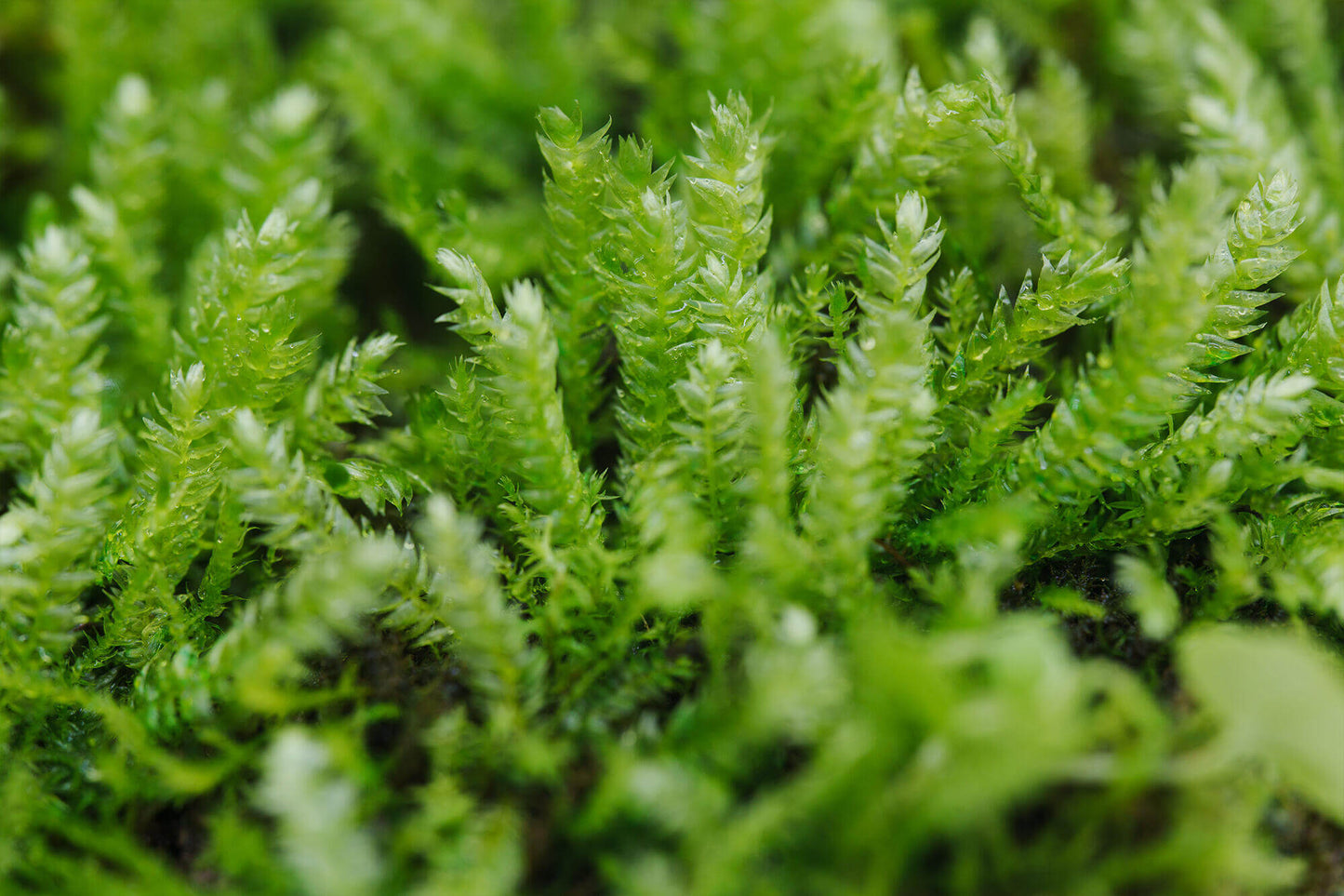 Taxiphyllum taxirameum, commonly known as Taxiphyllum Moss, has tightly arranged, scale-like leaves. The leaves may turn red when exposed to light. This moss has dense leaf coverage, which helps retain moisture, but it is not recommended to grow in high humidity environments, as it tends to become leggy under such conditions. It grows well on wood and is a very hardy moss. It commonly grows on forest floors, rock surfaces, and in humus-rich areas. 