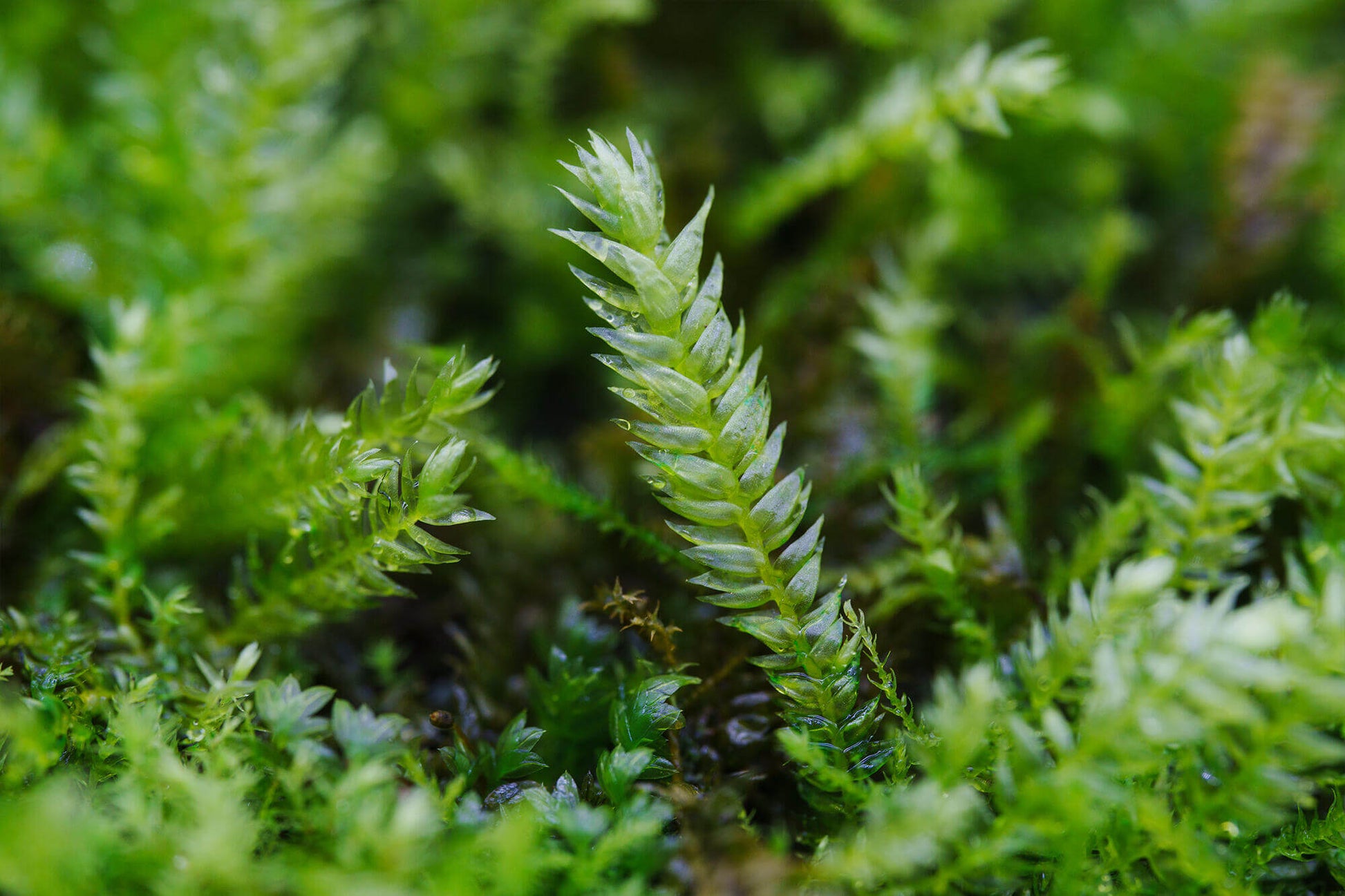 Taxiphyllum taxirameum, commonly known as Taxiphyllum Moss, has tightly arranged, scale-like leaves. The leaves may turn red when exposed to light. This moss has dense leaf coverage, which helps retain moisture, but it is not recommended to grow in high humidity environments, as it tends to become leggy under such conditions. It grows well on wood and is a very hardy moss. It commonly grows on forest floors, rock surfaces, and in humus-rich areas.