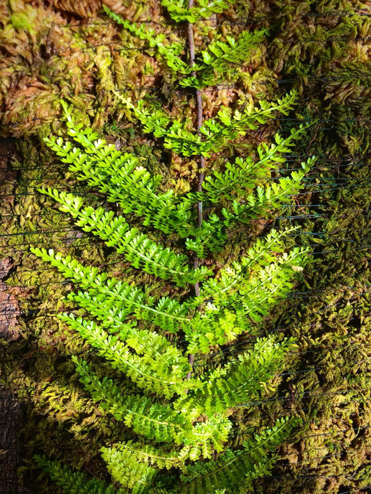 Teratophyllum aculeatum is a species of fern in the genus Teratophyllum, family Dryopteridaceae, with a broad native range across tropical Asia, including Sri Lanka, Myanmar, Malesia (Borneo, Java, Maluku, Sumatra, Sulawesi, the Philippines), Thailand, New Guinea, and nearby regions. It grows in evergreen rainforests, often starting on the ground or among leaf litter and soil before climbing up tree trunks.
