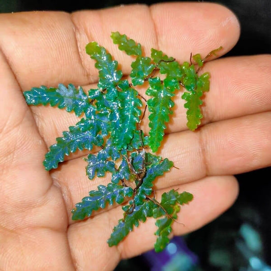 Teratophyllum rotundifoliatum is a rare and visually striking fern native to the montane rainforests of Borneo, Sumatra, and Peninsular Malaysia. Belonging to the Dryopteridaceae family, it is renowned for its iridescent, translucent fronds that shimmer in low light, making it a favorite among fern enthusiasts and terrarium collectors.