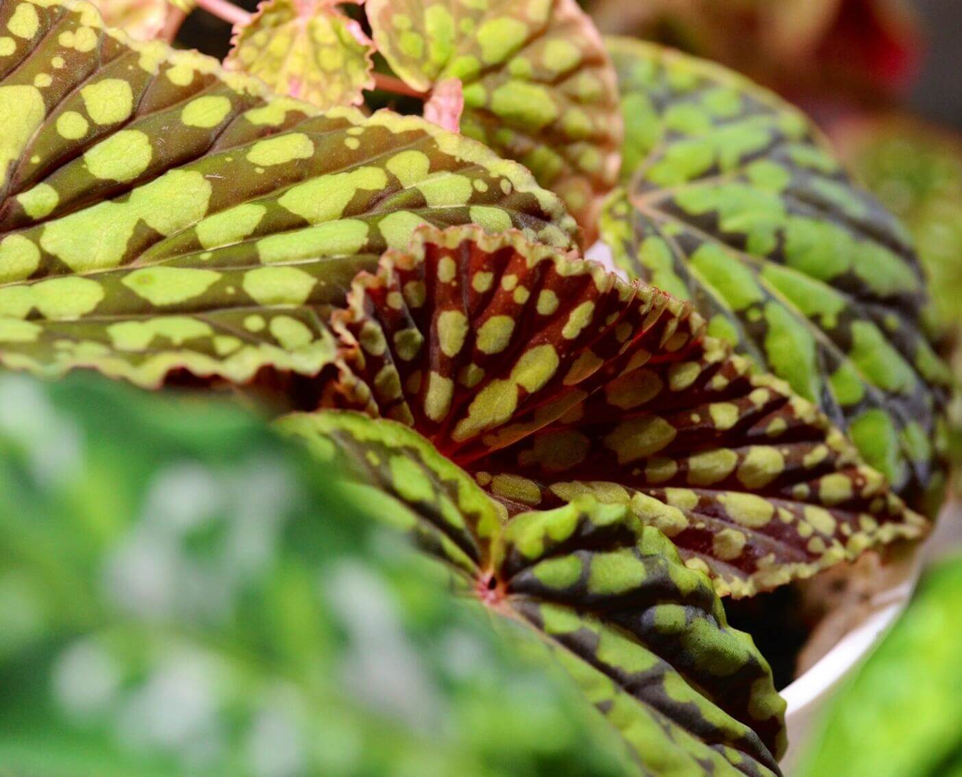 Begonia chlorosticta is a shrub-like begonia native to the lowland forests of Sarawak, Malaysia. Known for its unique and attractive foliage, this begonia has elliptic-shaped leaves that range from deep green to brown. The leaves are adorned with light green or olive-green spots, and the leaf edges often have a brocade-like pale green border. The plant typically grows to around 40 cm in height, making it a lovely addition to any indoor or terrarium collection.