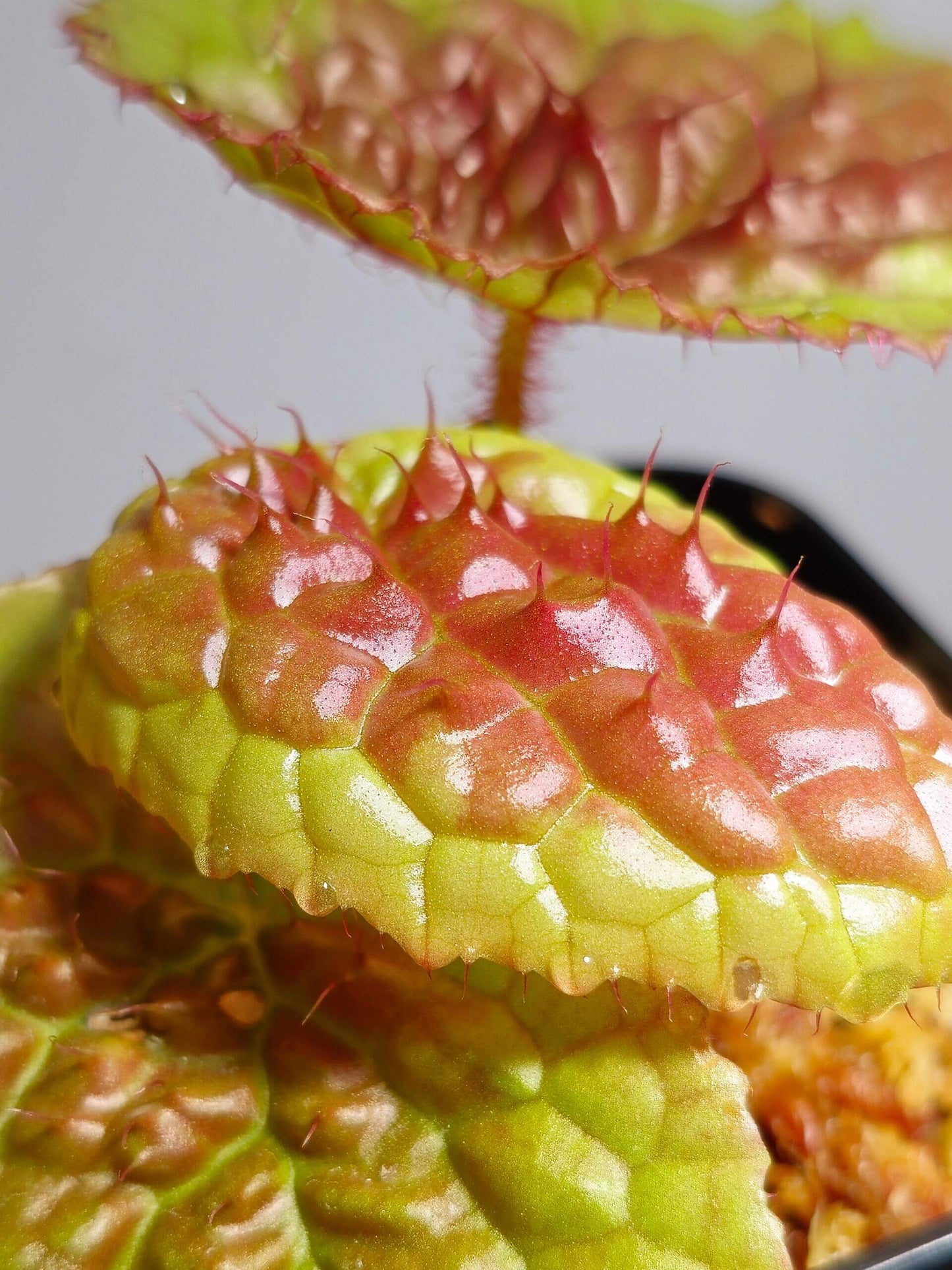 Begonia susaniae is a stunning species native to Cameroon, Equatorial Guinea, and Gabon. Known for its striking appearance, this begonia starts with pale green leaves that have slight serrated edges. As it matures, the leaves develop a unique raised center and turn pink to red, while the edges retain their original green color. This compact plant reaches a height of about 18 cm, making it an attractive addition to any collection.