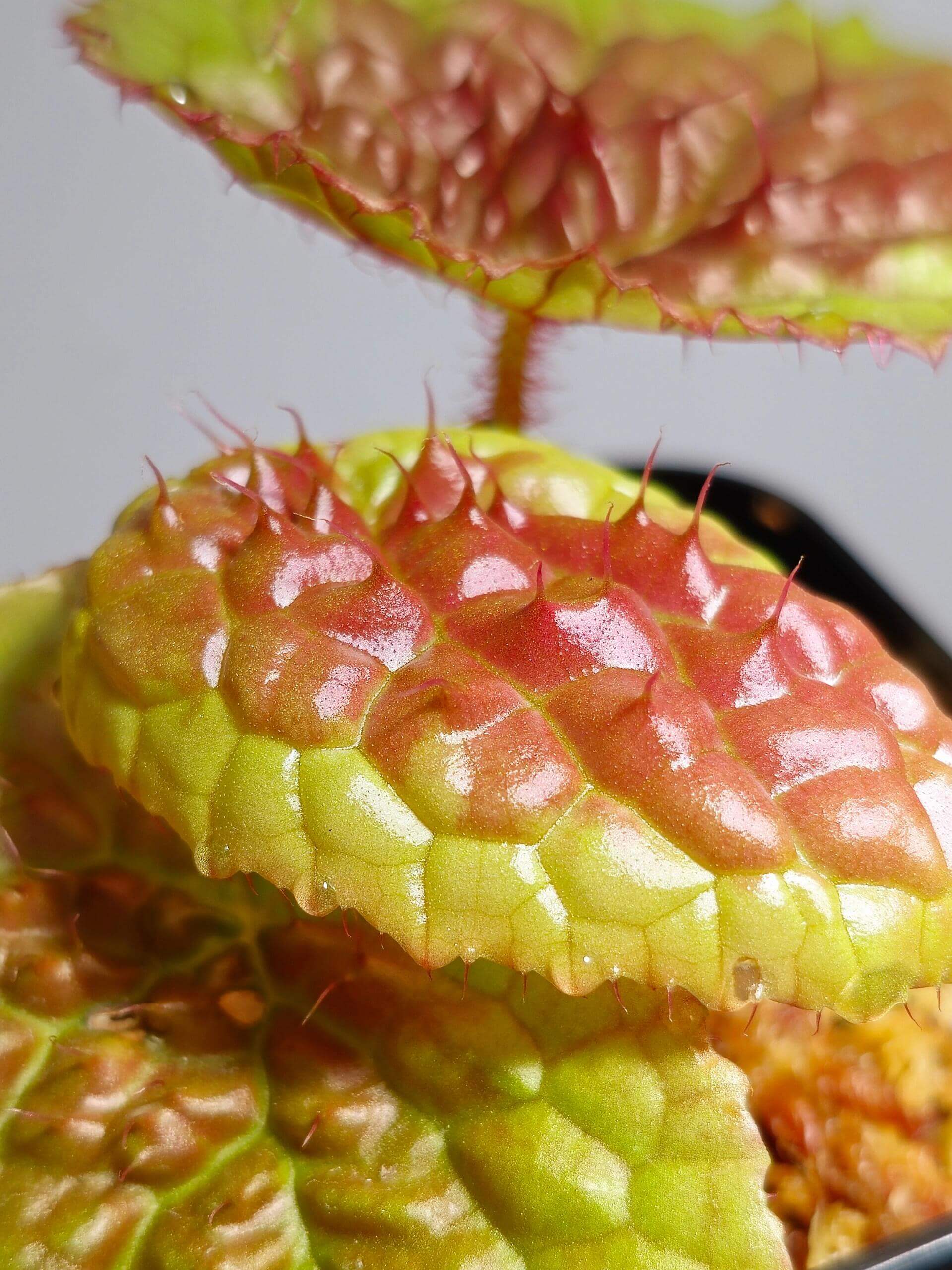 Begonia susaniae is a stunning species native to Cameroon, Equatorial Guinea, and Gabon. Known for its striking appearance, this begonia starts with pale green leaves that have slight serrated edges. As it matures, the leaves develop a unique raised center and turn pink to red, while the edges retain their original green color. This compact plant reaches a height of about 18 cm, making it an attractive addition to any collection.