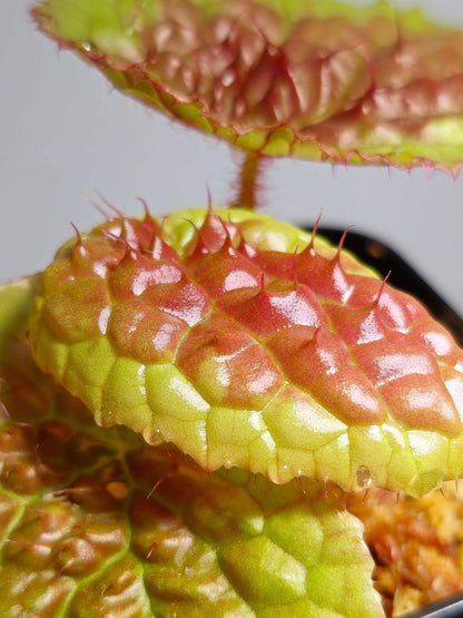 Begonia susaniae is a stunning species native to Cameroon, Equatorial Guinea, and Gabon. Known for its striking appearance, this begonia starts with pale green leaves that have slight serrated edges. As it matures, the leaves develop a unique raised center and turn pink to red, while the edges retain their original green color. This compact plant reaches a height of about 18 cm, making it an attractive addition to any collection.