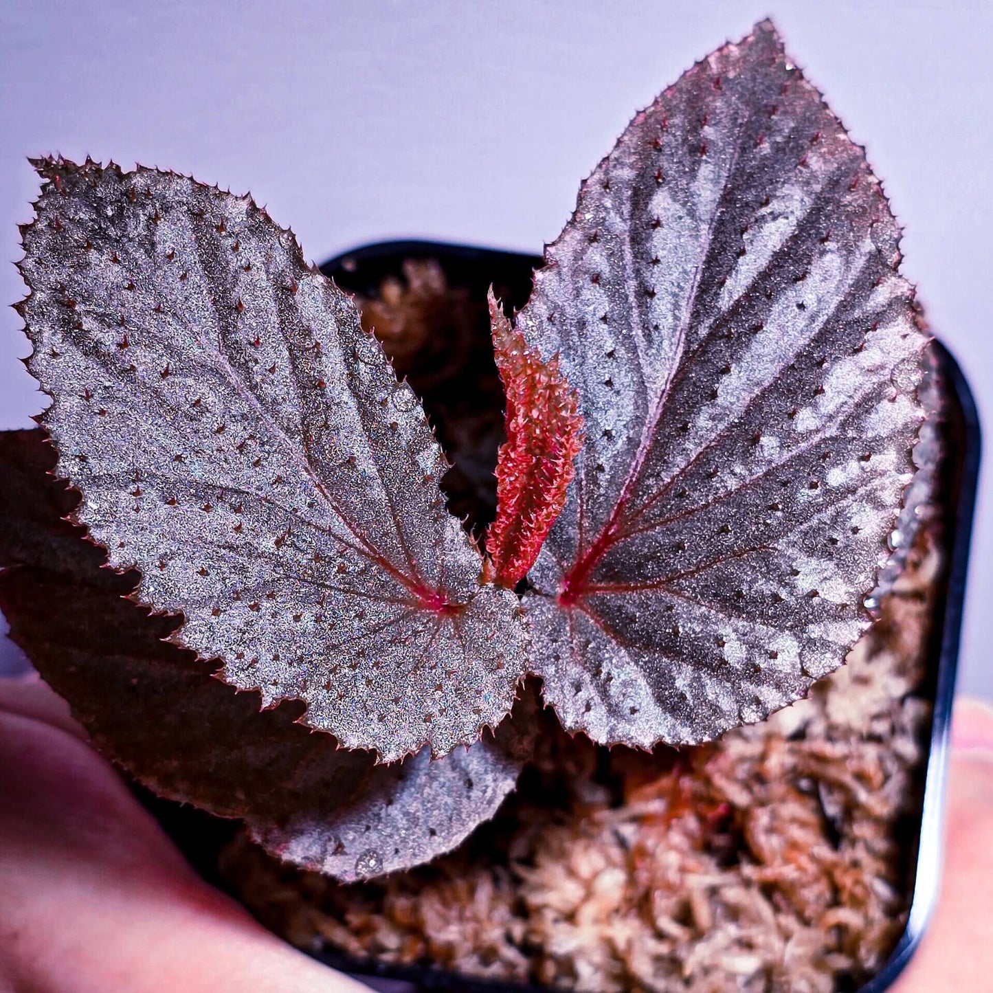 Begonia lamriana Silver is a stunning and rare begonia variety known for its striking silver and metallic-toned foliage. Native to tropical regions, this begonia has become a favorite among plant collectors due to its unique appearance and ease of care. The leaves are large, textured, and covered with soft hairs, creating an interesting tactile feature. This plant thrives in humid environments, making it an ideal choice for terrariums, indoor gardens, or tropical plant collections.