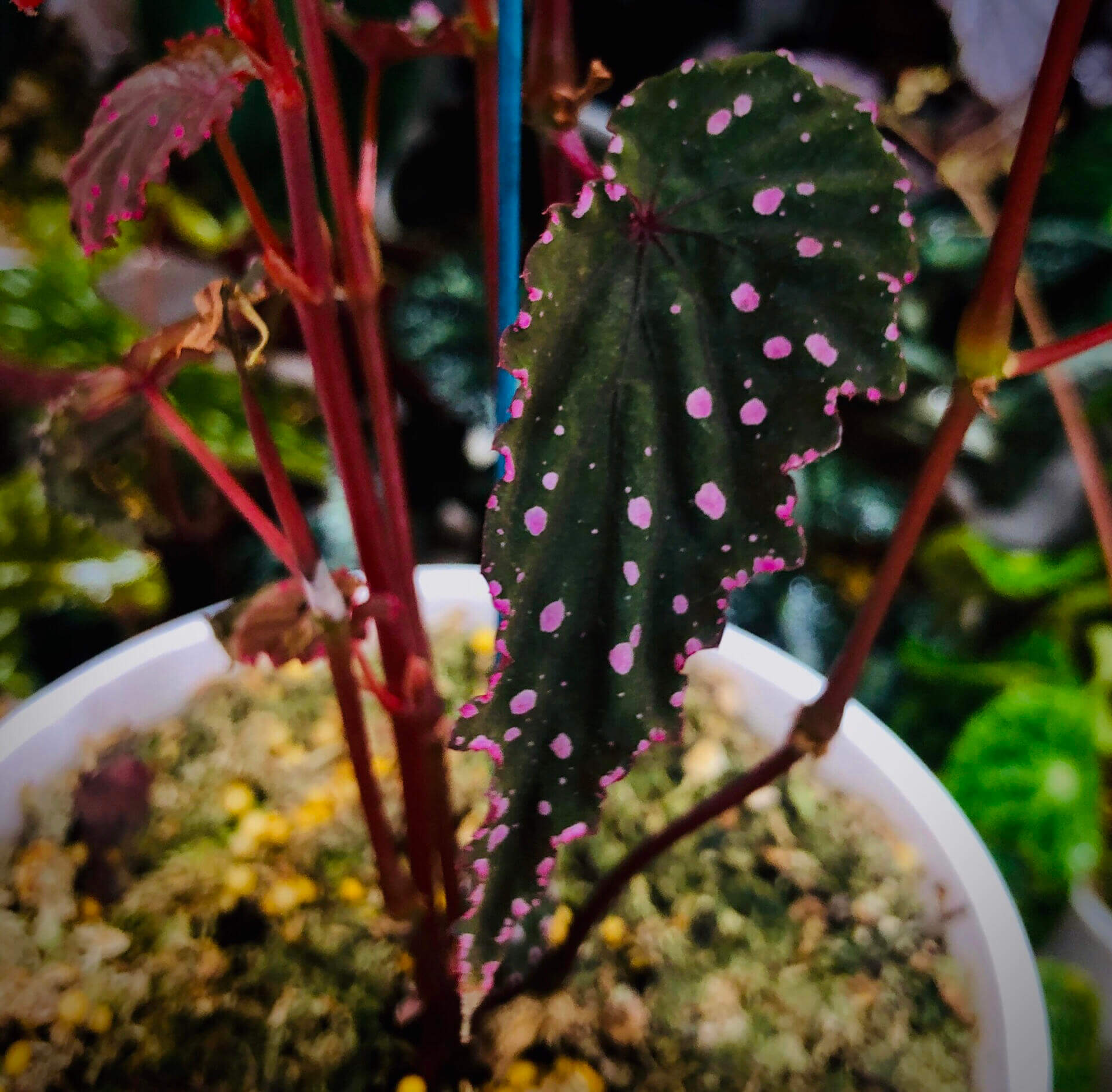 Begonia gracilicyma is a captivating and rare begonia species known for its slender, graceful stems and its exquisitely intricate leaves. This begonia typically features dark green foliage with distinct red veins, a soft velvety texture, and stunning fluorescent pink dots scattered across the leaf surface. The leaves are shaped like bird feathers, with sharply pointed tips, wavy edges, and a gently undulating surface.