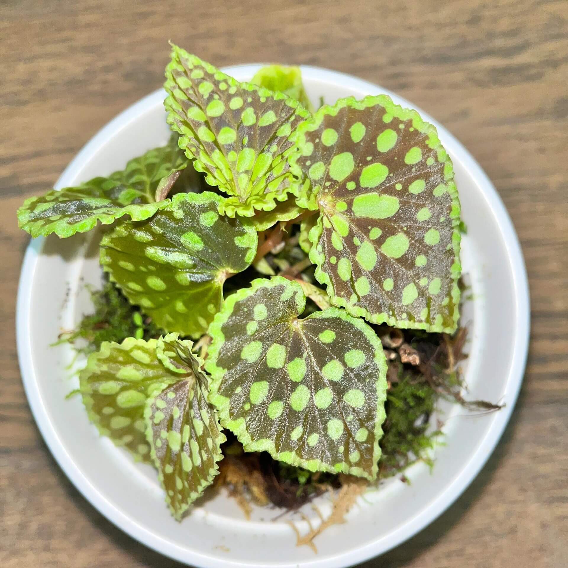 Begonia chlorosticta is a shrub-like begonia native to the lowland forests of Sarawak, Malaysia. Known for its unique and attractive foliage, this begonia has elliptic-shaped leaves that range from deep green to brown. The leaves are adorned with light green or olive-green spots, and the leaf edges often have a brocade-like pale green border. The plant typically grows to around 40 cm in height, making it a lovely addition to any indoor or terrarium collection.