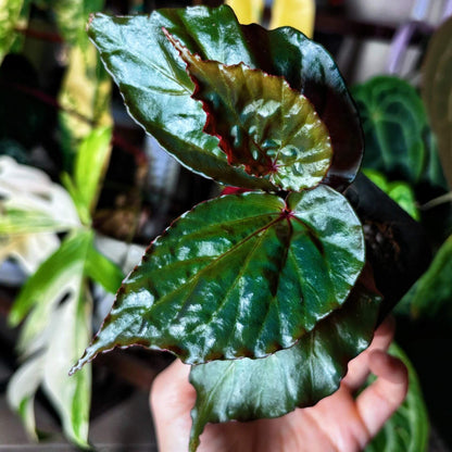 Begonia kapuashuluensis is a small, bushy species native to the Kapuashulu area of Borneo. It thrives in humid, tropical environments and grows best near rivers at altitudes ranging from 100 to 300 meters. The plant prefers temperatures between 15°C and 25°C (59°F - 77°F), and typically reaches a height of no more than 20 cm.