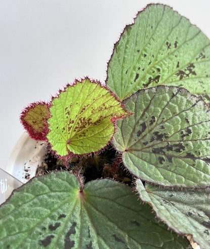 Begonia Aketajawensis is one of the three stunning Begonia Aketajawensis, a rare and highly coveted species native to the Molucca Islands of Indonesia. The leaves are green in appearance, accompanied by black patterns. As one of the most striking forms of Begonia Aketajawensis, it is a prized addition to any collection due to its high ornamental value and rarity.