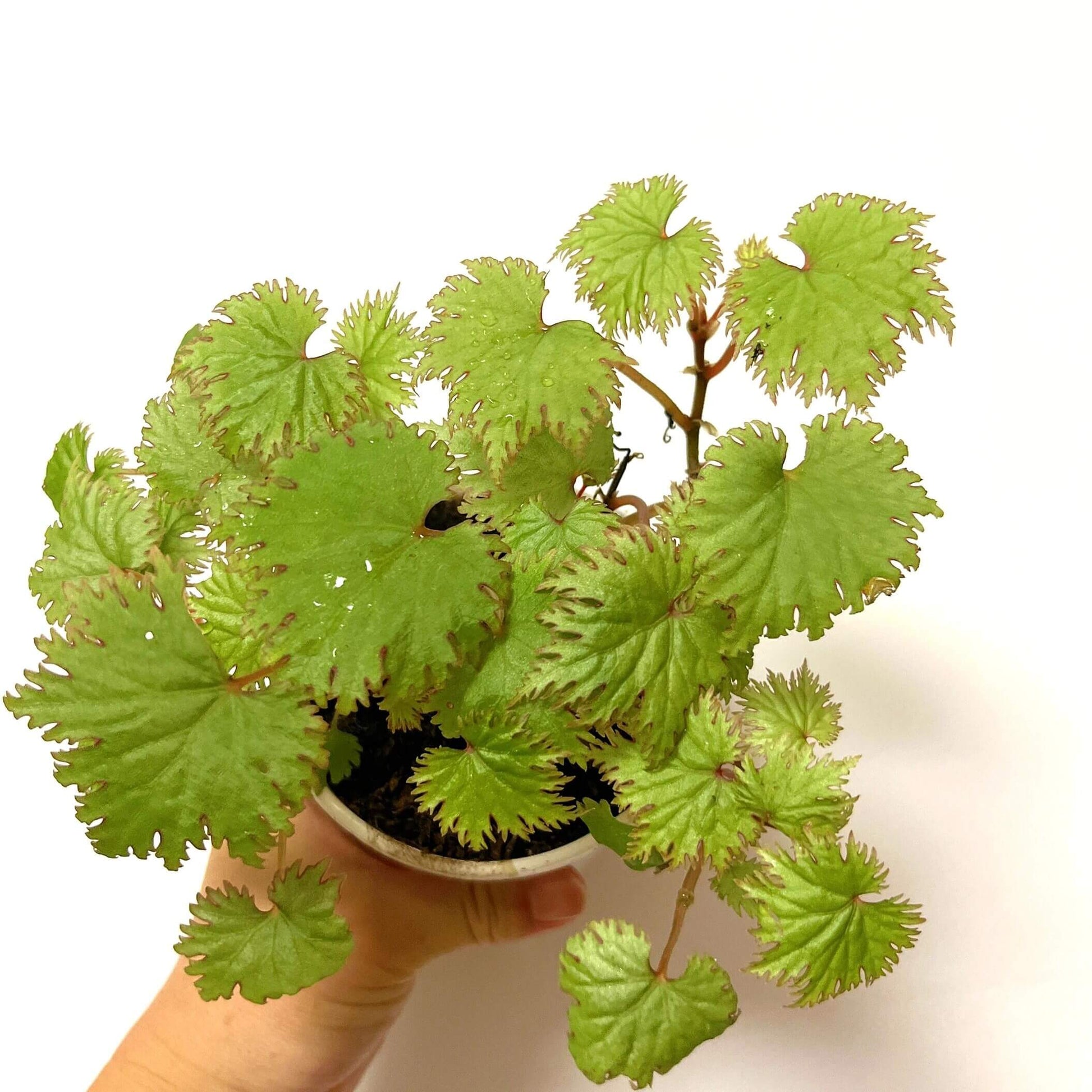 Add a touch of elegance to your plant collection with Begonia lyallii, a stunning species native to the lush forests of Madagascar. Known for its unique serrated leaves that develop striking red edges as they mature, this begonia is a true eye-catcher and perfect for those looking to add a rare gem to their indoor garden.