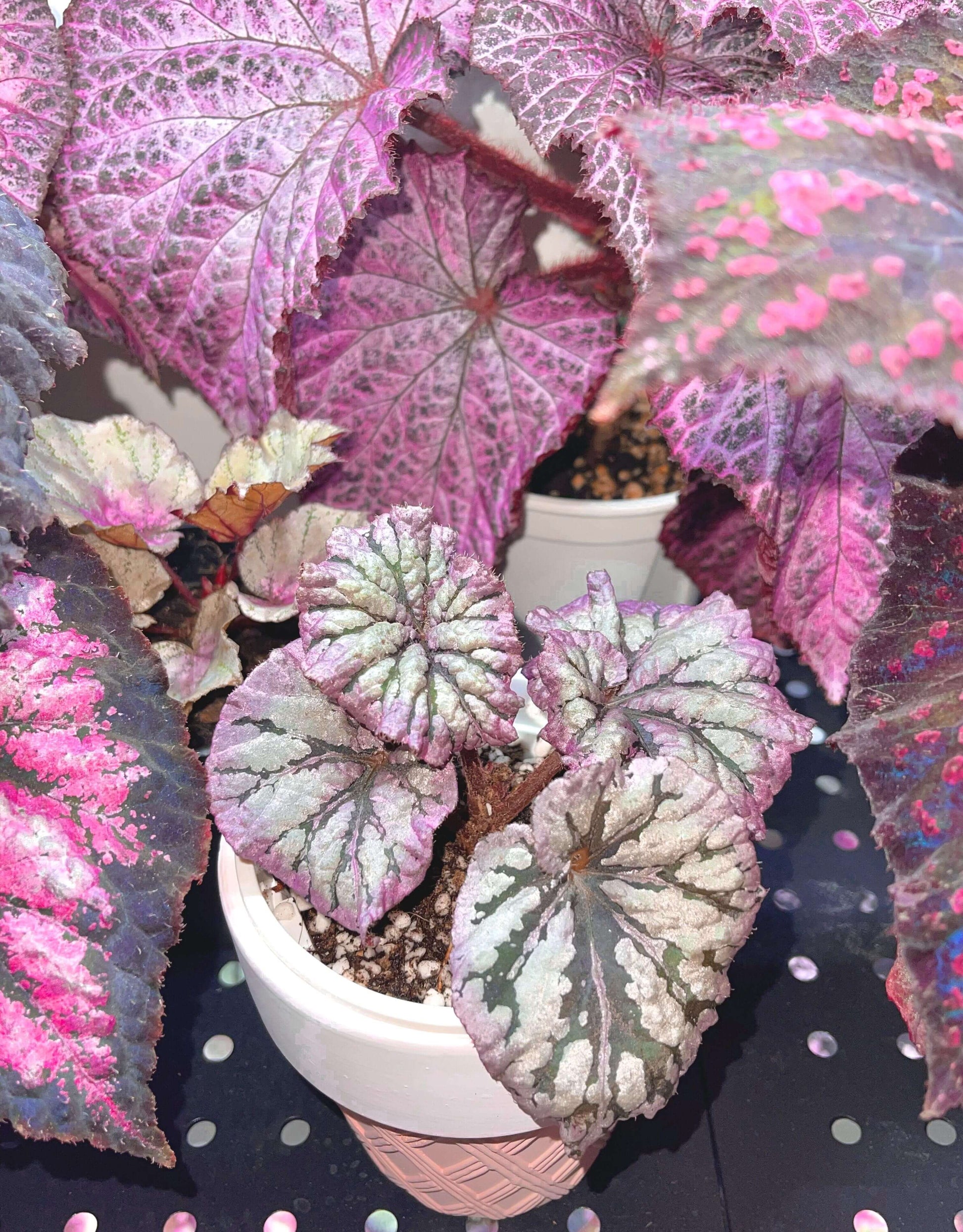 Begonia Yalta is a stunning hybrid begonia that captivates with its beautiful foliage and easy-care nature. Whether you're a beginner or an expert, this begonia is perfect for both seasoned collectors and those just starting their plant journey.
