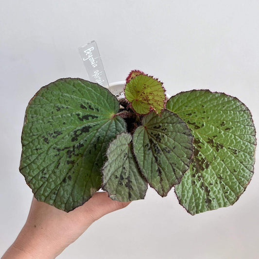 Begonia Aketajawensis is one of the three stunning Begonia Aketajawensis, a rare and highly coveted species native to the Molucca Islands of Indonesia. The leaves are green in appearance, accompanied by black patterns. As one of the most striking forms of Begonia Aketajawensis, it is a prized addition to any collection due to its high ornamental value and rarity.