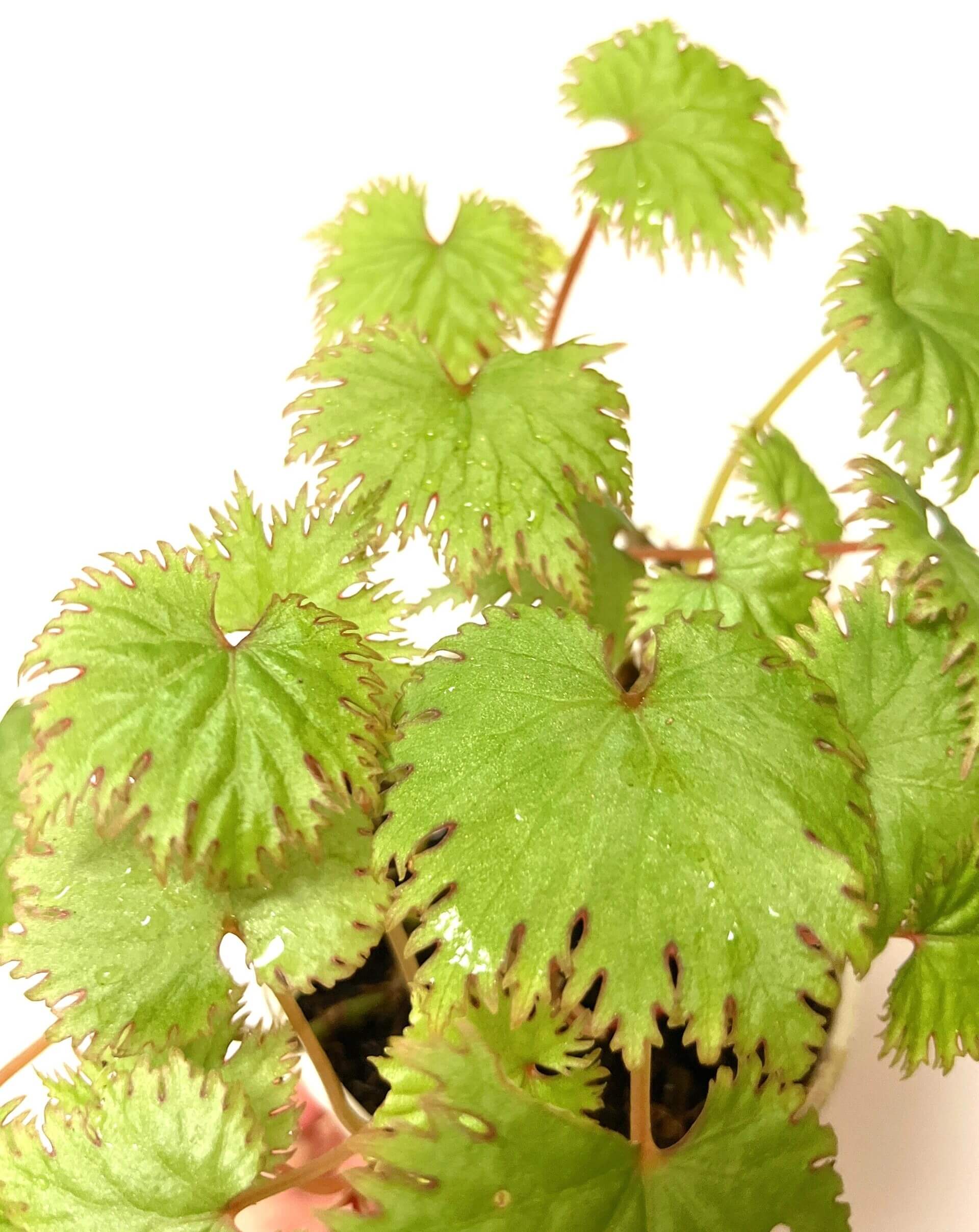 Add a touch of elegance to your plant collection with Begonia lyallii, a stunning species native to the lush forests of Madagascar. Known for its unique serrated leaves that develop striking red edges as they mature, this begonia is a true eye-catcher and perfect for those looking to add a rare gem to their indoor garden.