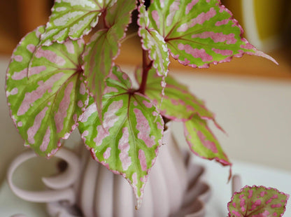 Begonia cf. roseopunctata is a variety of begonia native to West Kalimantan, Borneo, known for its beautiful and striking foliage. Its leaves feature vibrant green and pink stripes, with delicate pink edges. The colors of the leaves transition smoothly between green and pink, creating intricate patterns and a unique color combination that makes this begonia incredibly attractive to plant enthusiasts.