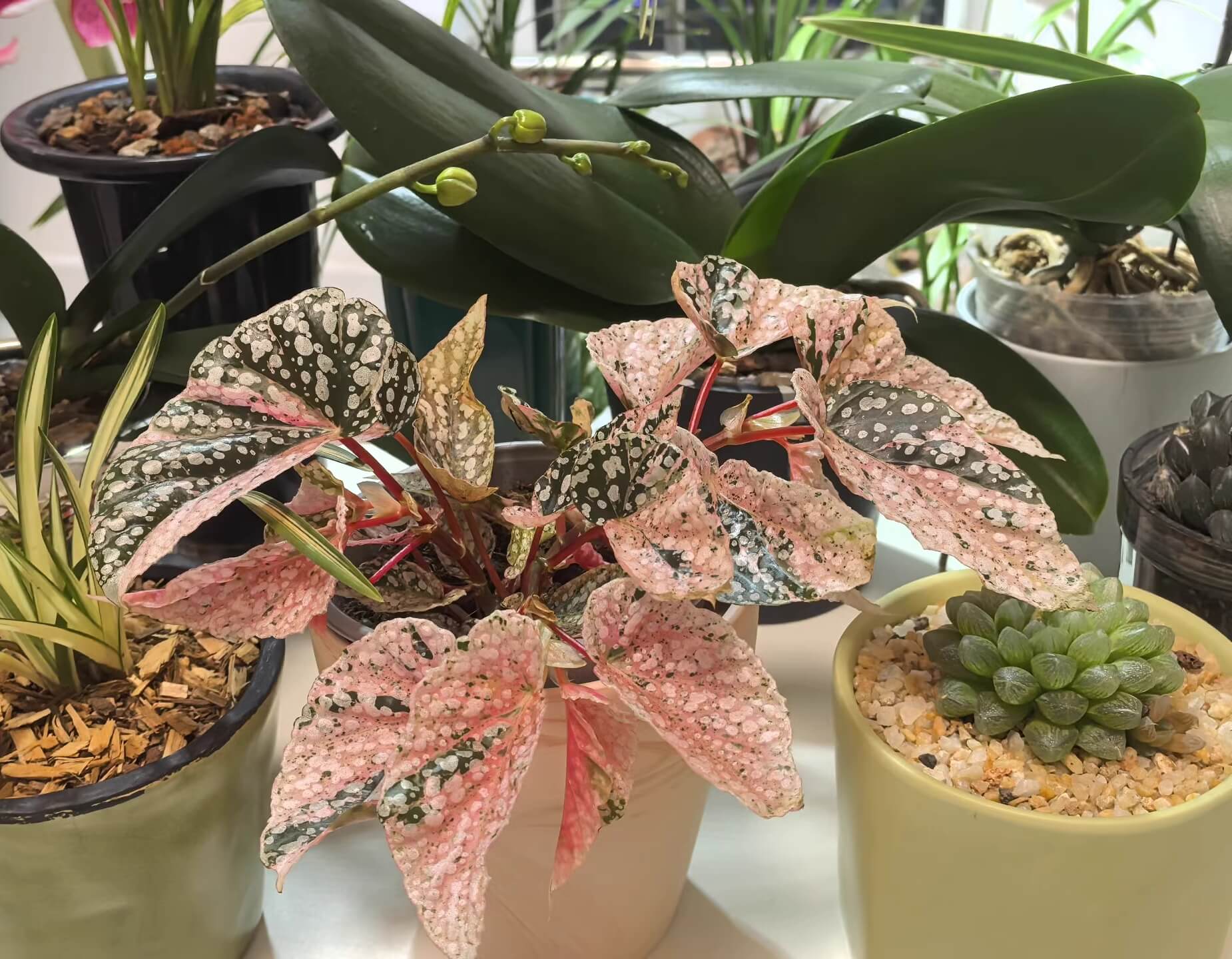 Begonia Snow Capped Variegated for Sale – Begin With Plants