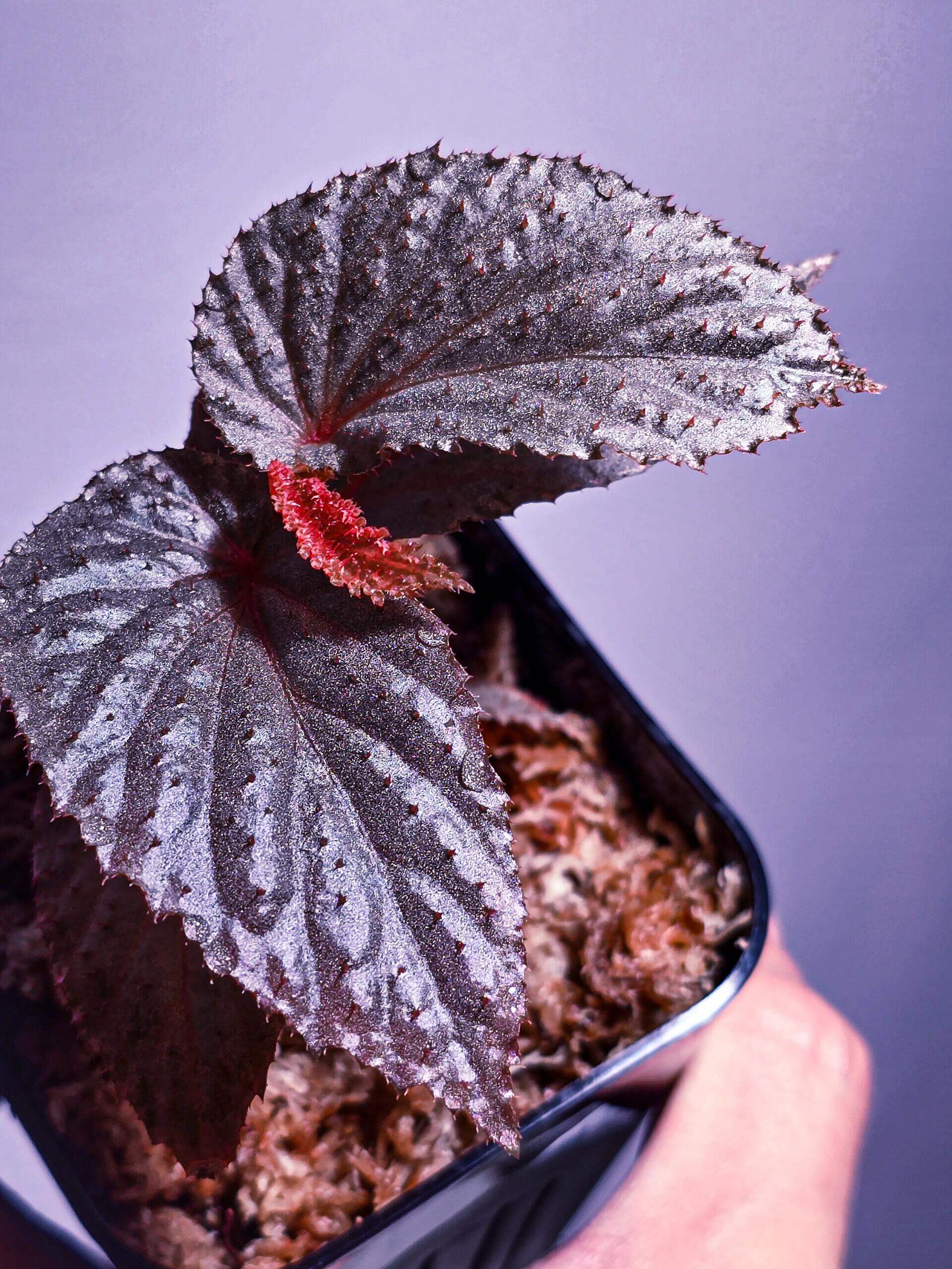 Begonia lamriana Silver is a stunning and rare begonia variety known for its striking silver and metallic-toned foliage. Native to tropical regions, this begonia has become a favorite among plant collectors due to its unique appearance and ease of care. The leaves are large, textured, and covered with soft hairs, creating an interesting tactile feature. This plant thrives in humid environments, making it an ideal choice for terrariums, indoor gardens, or tropical plant collections.