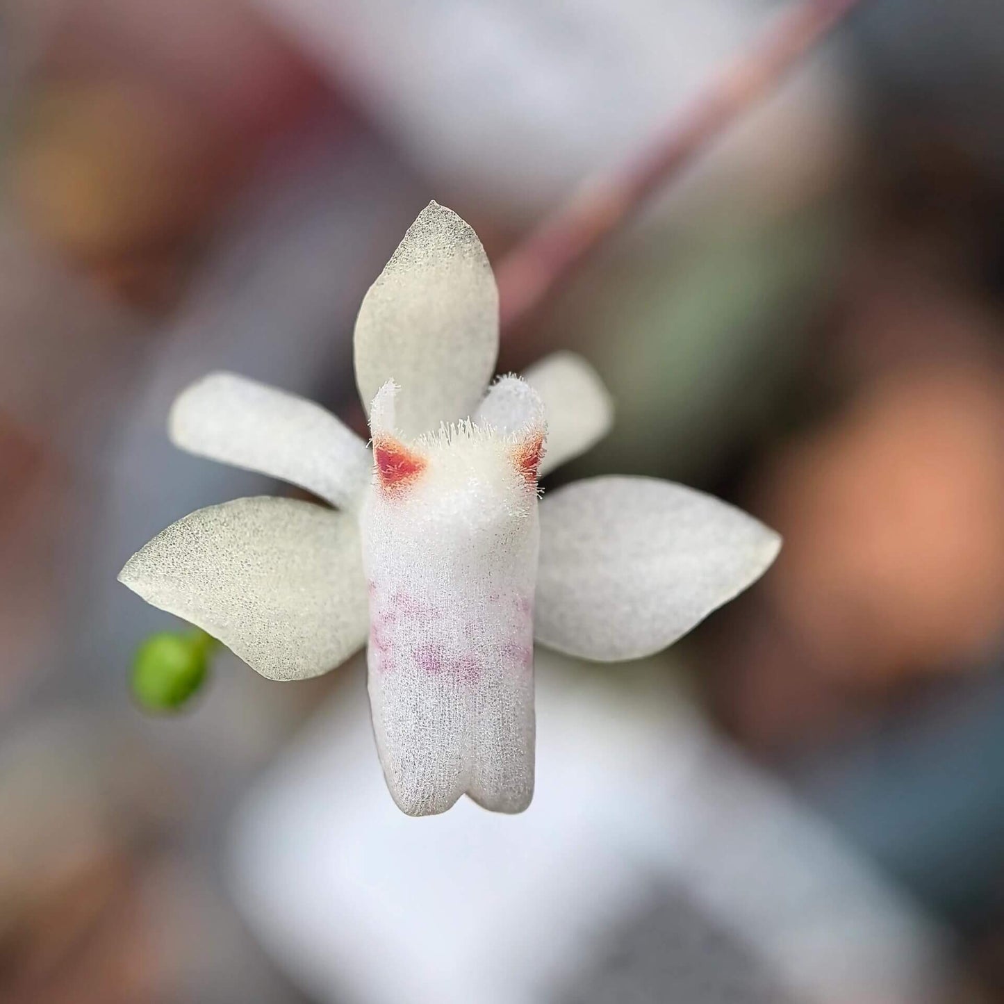 Thrixspermum formosanum is a delicate, miniature orchid species native to the subtropical and tropical forests of Taiwan and Vietnam. It thrives as an epiphyte on tree trunks and branches at elevations ranging from 500 to 1,500 meters above sea level.