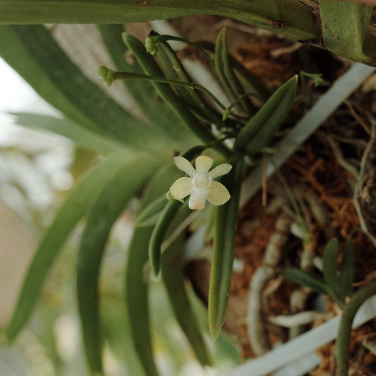 Thrixspermum musciflorum is a rare and delicate orchid species native to the eastern Himalayas and Assam in India. It was first described by A.S. Rao and J. Joseph in 1971 and is known for its miniature size and unique floral structure.