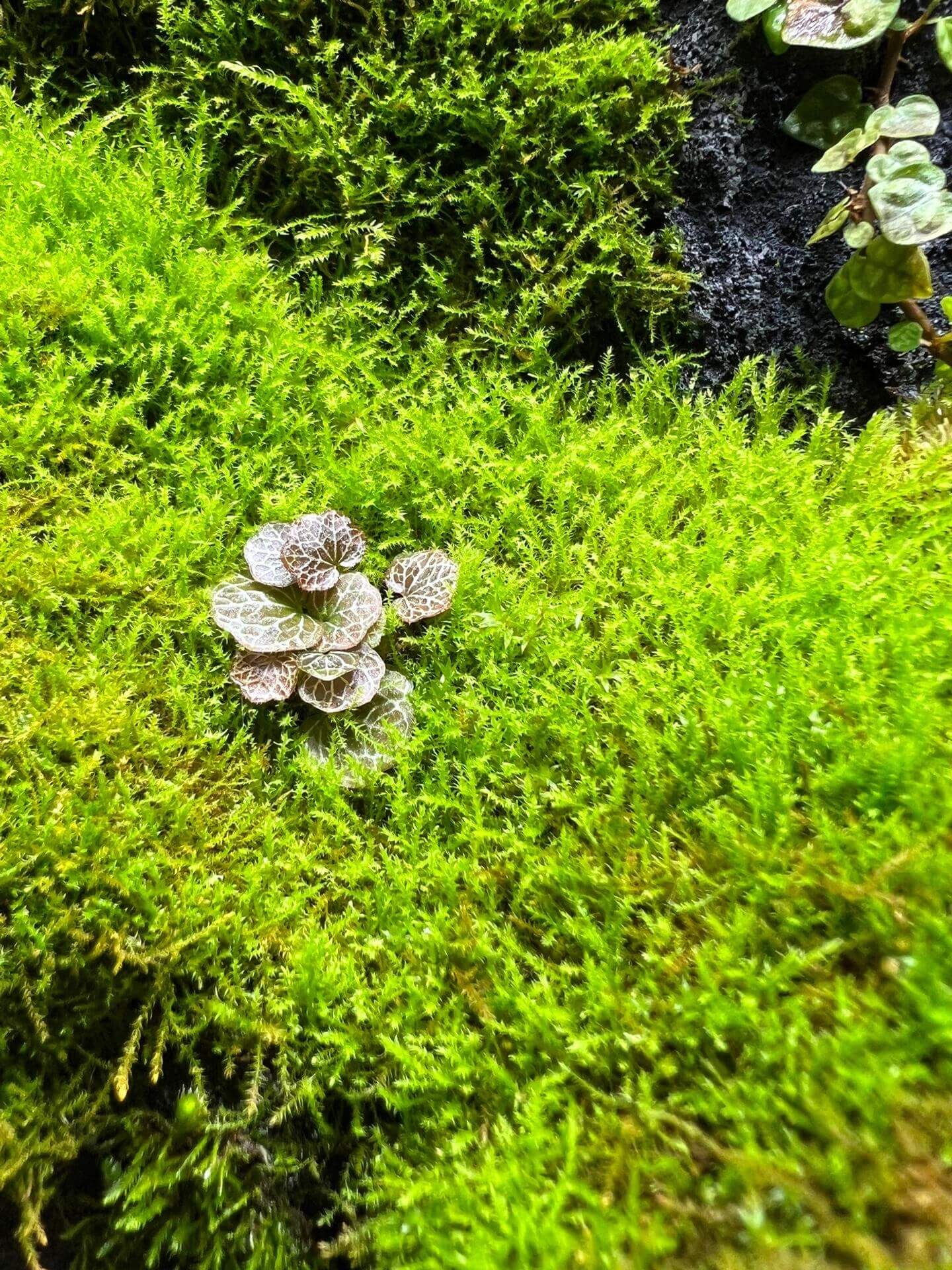 Tiny-leaved Haplocladium Moss (Haplocladium microphyllum) has a dense growth habit, making it aesthetically appealing. It thrives in damp corners of gardens, as well as in bonsai, terrariums, paludariums, and indoor landscapes. It is well-suited for semi-open care, where it can benefit from both humidity and ventilation.