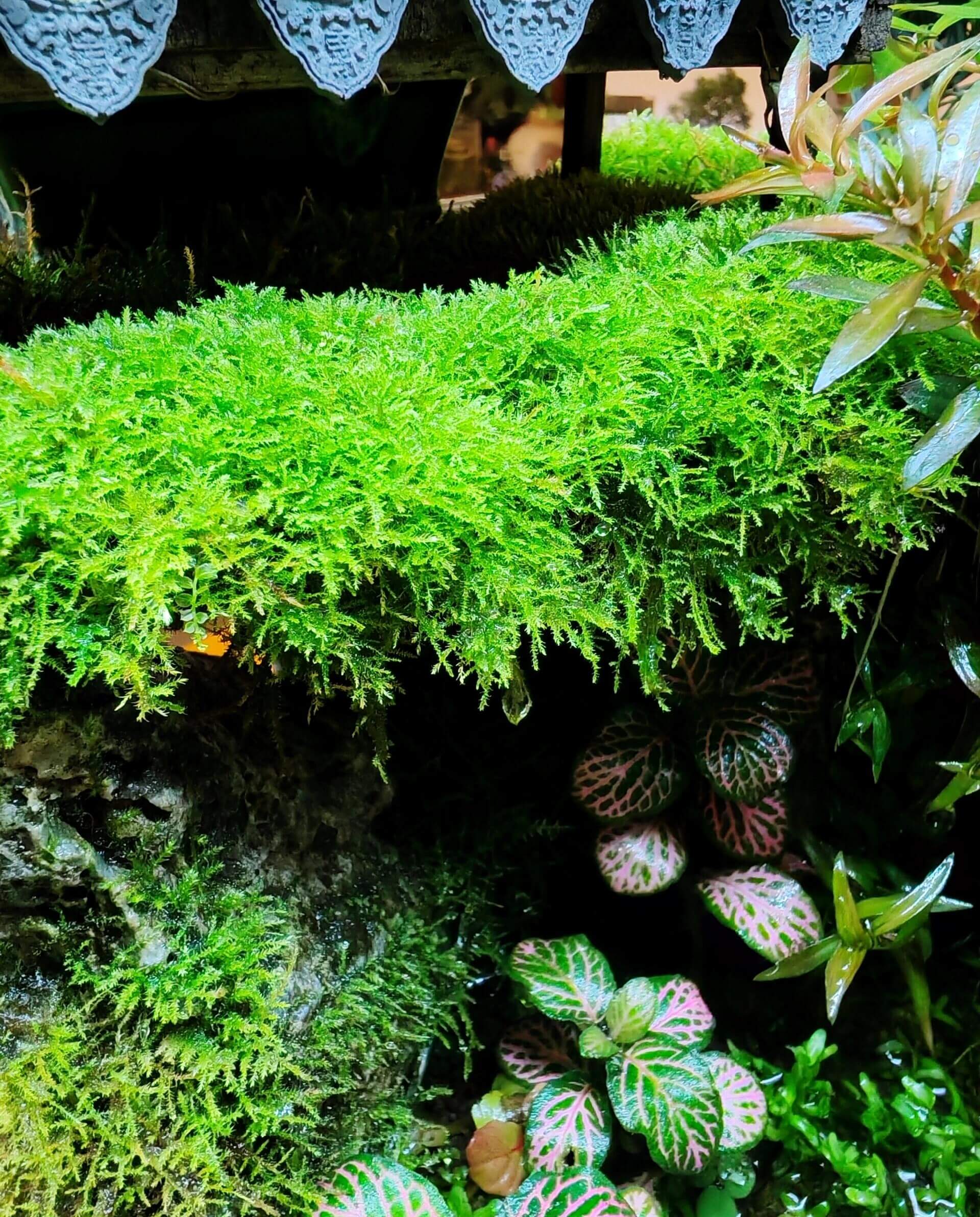 Tiny-leaved Haplocladium Moss (Haplocladium microphyllum) has a dense growth habit, making it aesthetically appealing. It thrives in damp corners of gardens, as well as in bonsai, terrariums, paludariums, and indoor landscapes. It is well-suited for semi-open care, where it can benefit from both humidity and ventilation.