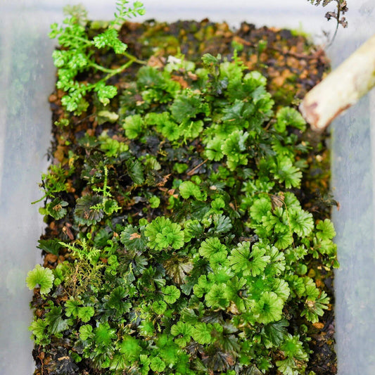 Crepidomanes minutum, commonly known as the tiny bristle fern, is a diminutive epiphytic fern native to tropical regions across the Pacific, including Southeast Asia, the Pacific Islands, and parts of Australia. Belonging to the Hymenophyllaceae family, this species is renowned for its delicate, translucent fronds and moss-like appearance.